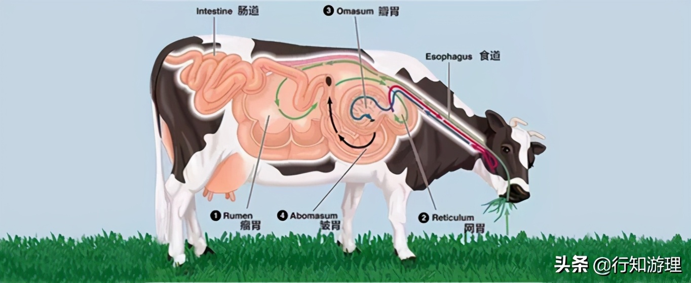 动物世界杯直播标题(「共63题」强国争上游答题中的“动物世界”专题（最全辨析）)