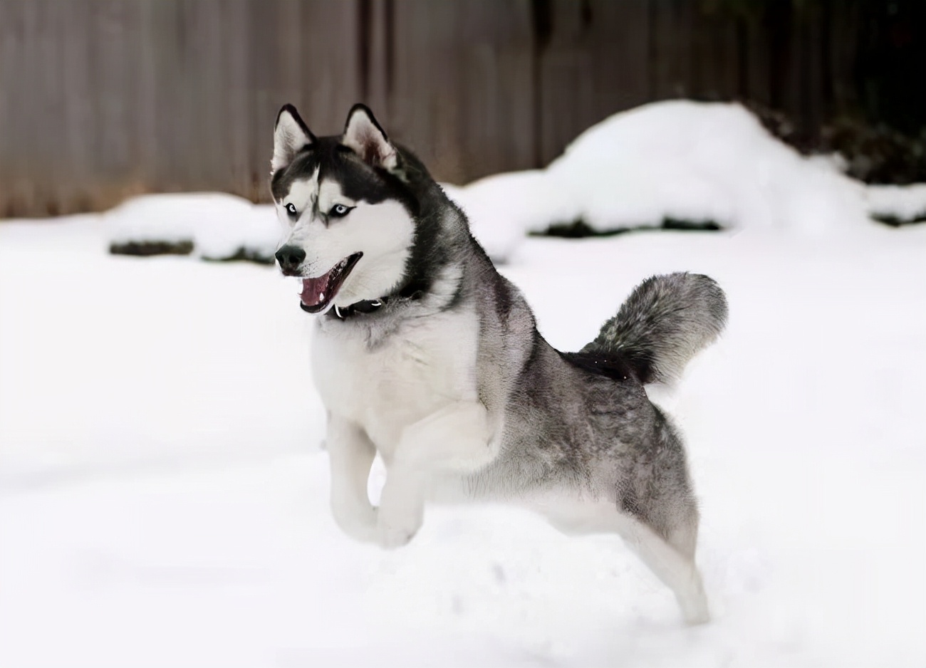 茶杯犬一般多少钱一只(这6种狗) - 价格百科