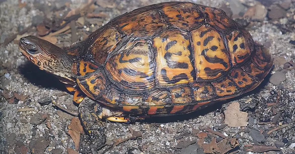 乌龟的种类图片及名称（乌龟的品种图片）