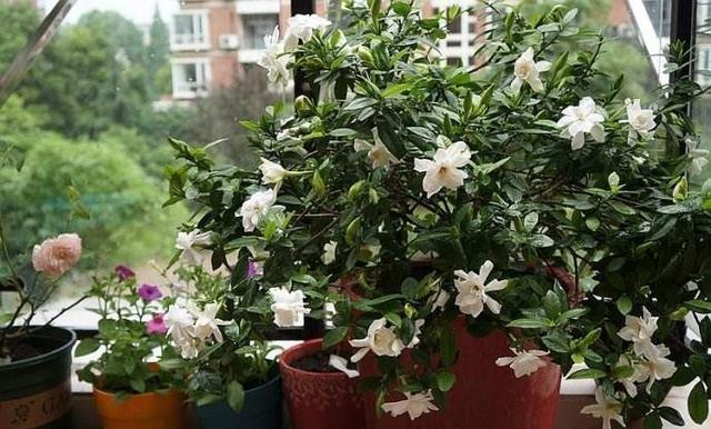 养栀子花，选对“品种”，花开300天，仙气飘飘，花香四溢！