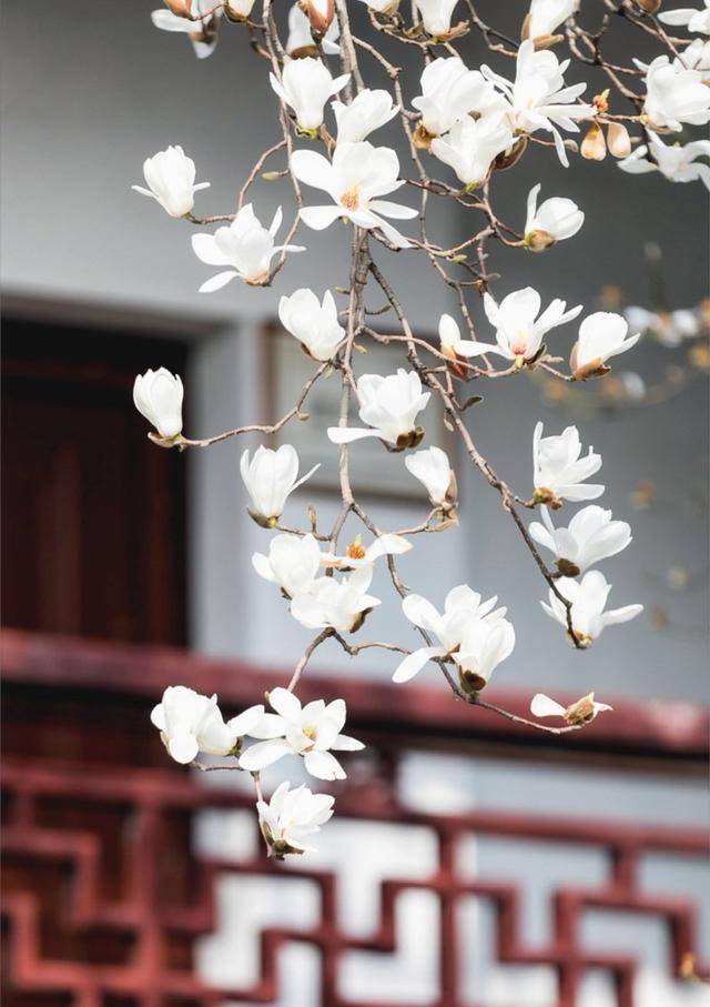 120个描写春天的好句段，让作文增光添彩的宝藏