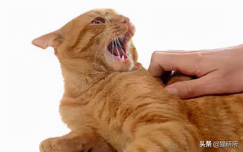 家庭暴力的原因猫咪为啥会揍我