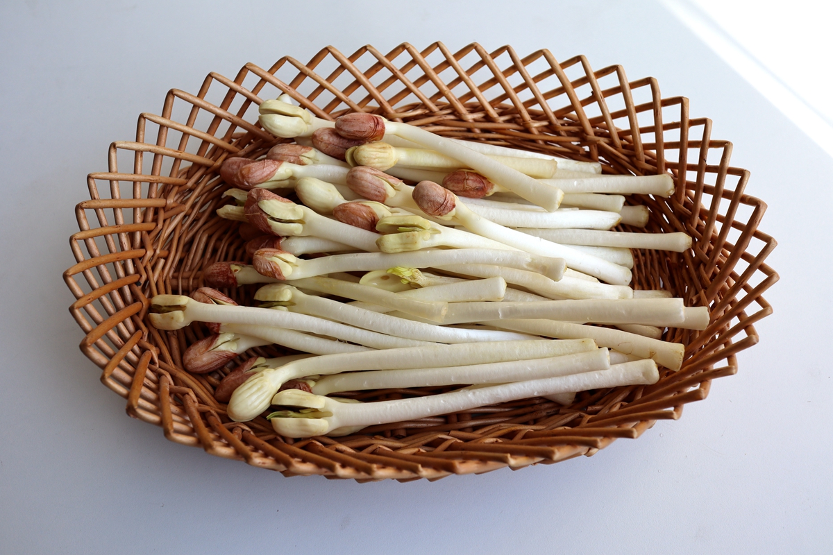 万寿果多少钱一斤(这菜自然发芽有剧毒) - 价格百科