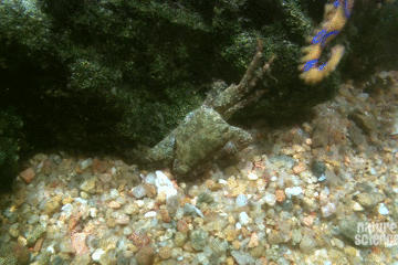藍環章魚,藍環章魚有多毒