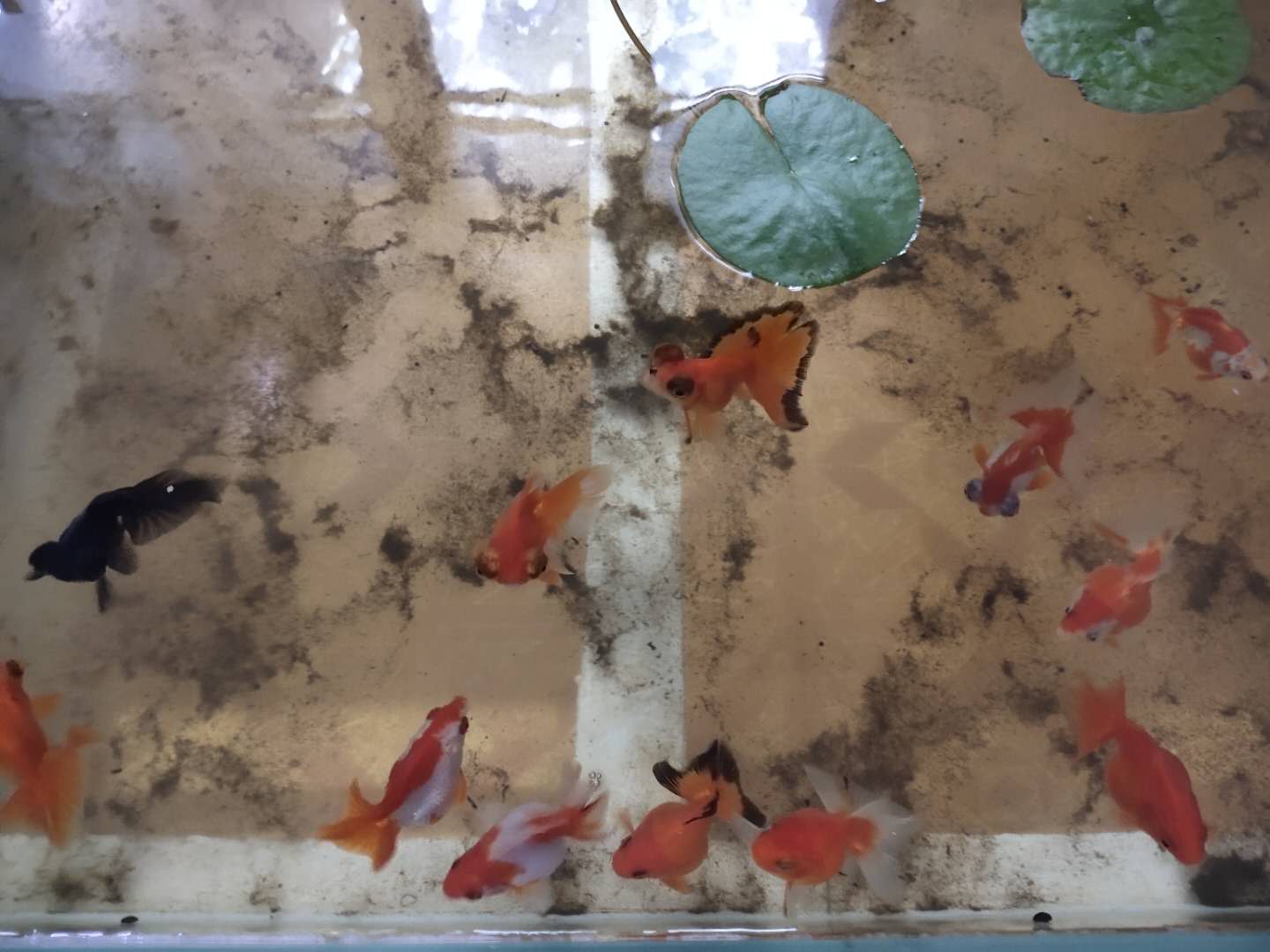 金鱼患上了白点病，会有哪些原因，采取何种保守方法治疗？