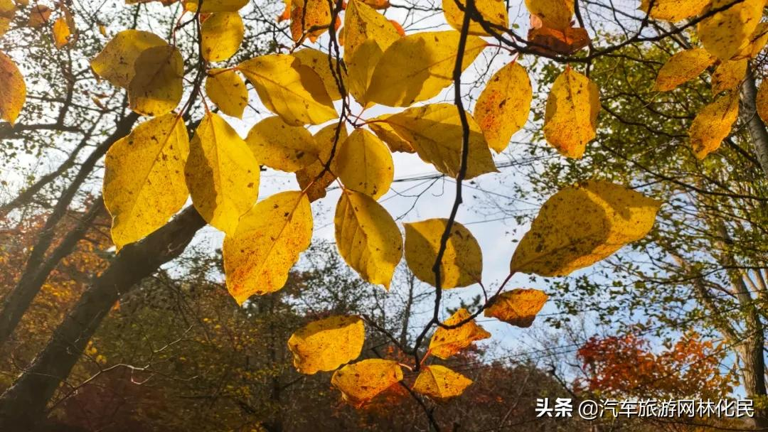 小雪丨等一场雪，邂逅崂山最美的冬天