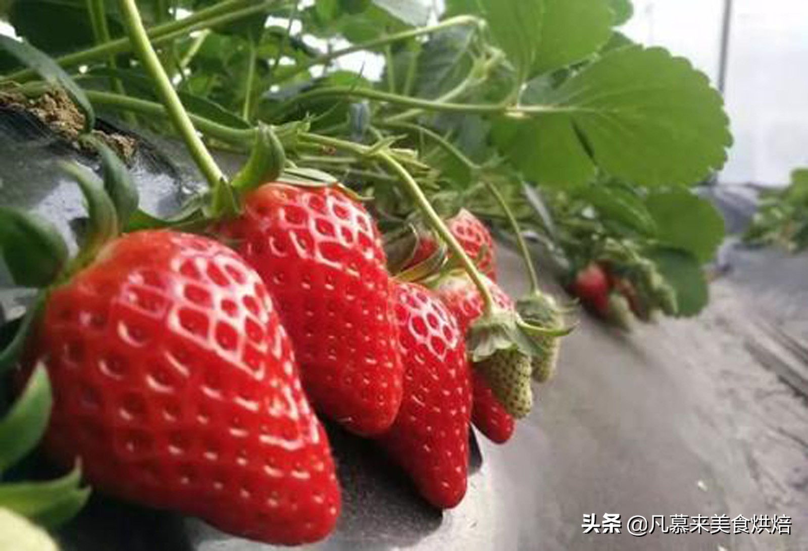 24种常见草莓品种，中国20大草莓产地？哪里的草莓最好吃？