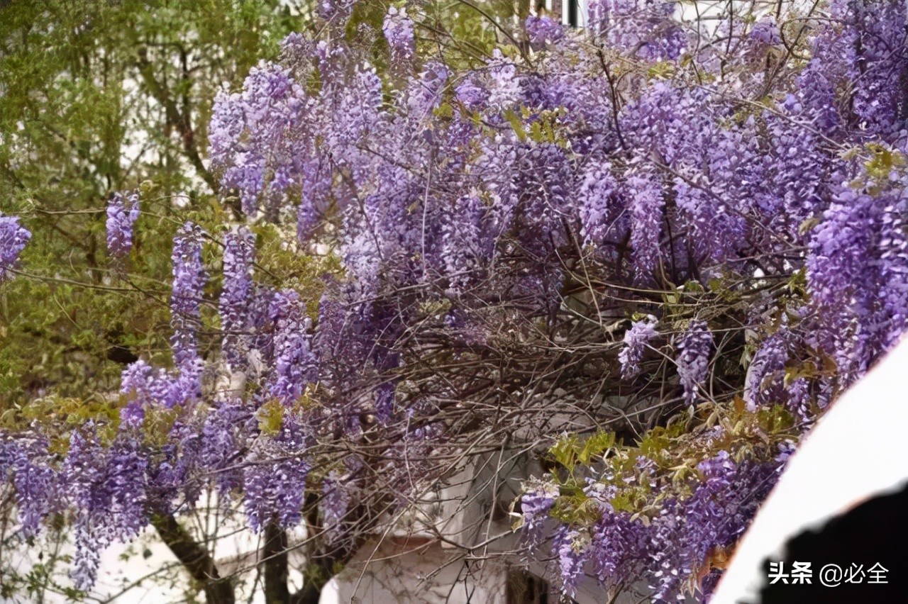 耐盐碱植物大搜罗:常绿植物、地被及其他篇