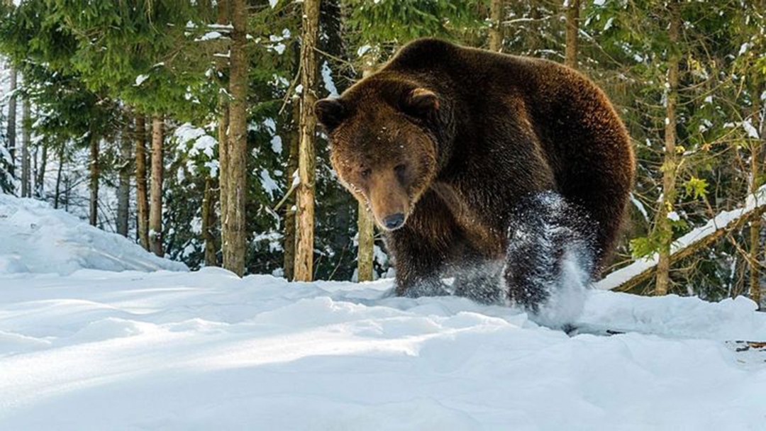 棕熊的战斗力有多强？疯狂捕食幼狼，为何成年狼不敢营救？