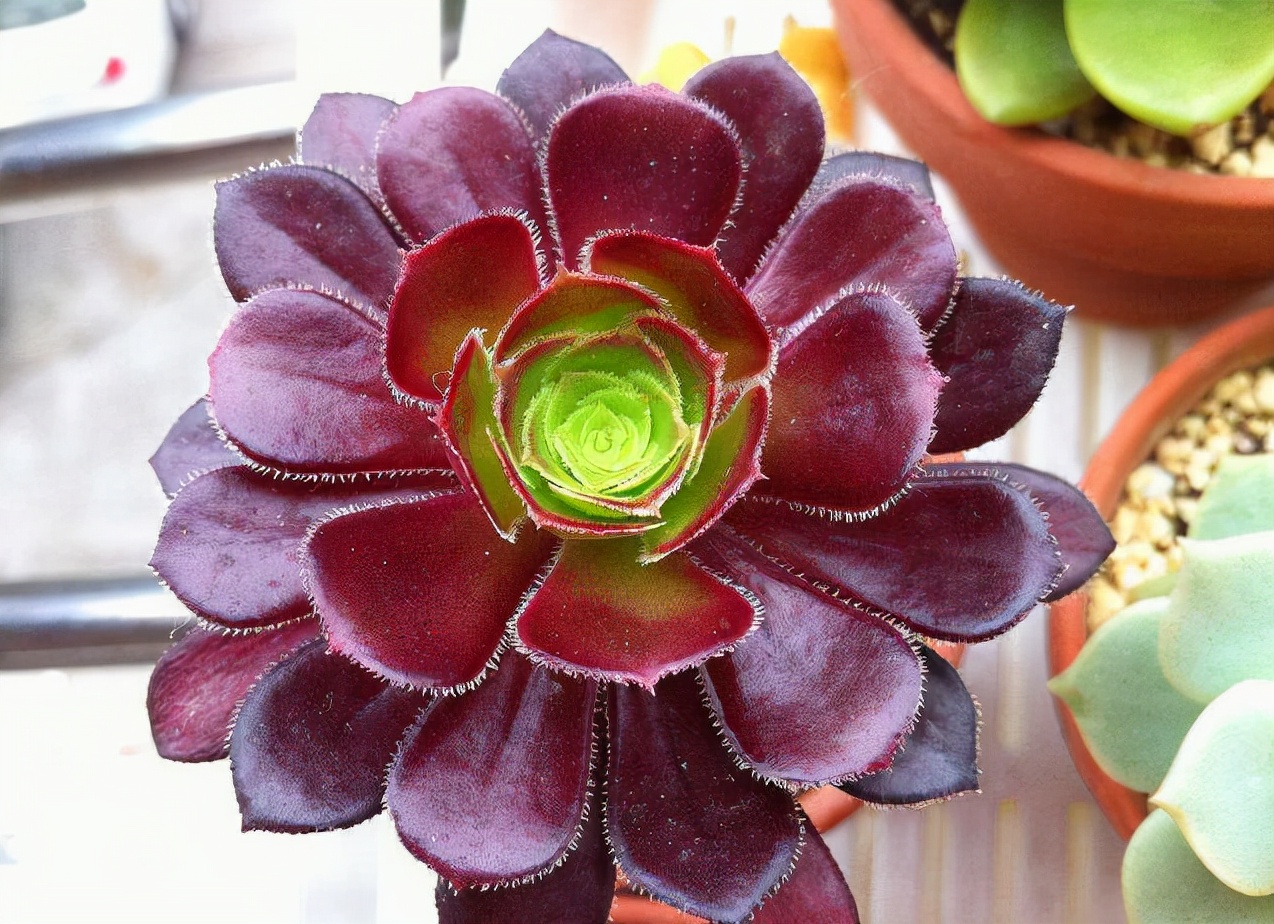 黑色禁欲系"玫瑰"黑法师,季节轮回,养殖当遵从不同的法则