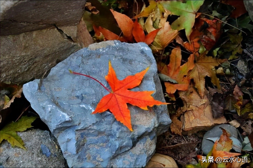 两首描写落叶的七律，情景交融，想象丰富，结尾更耐人寻味