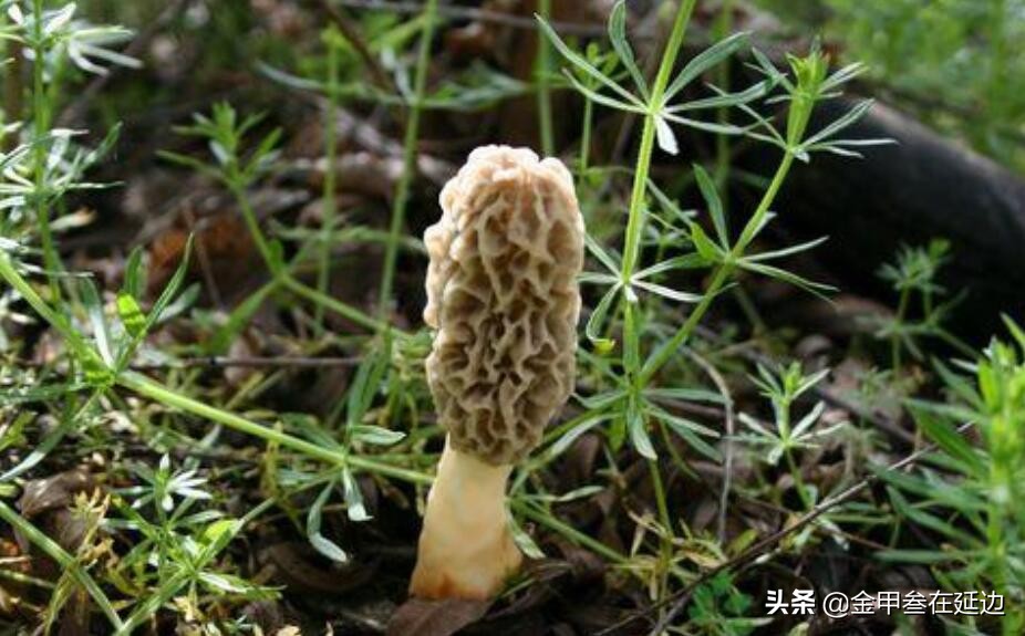 盘点东北的野生蘑菇！可别随便采，弄不好全村给你开席了…