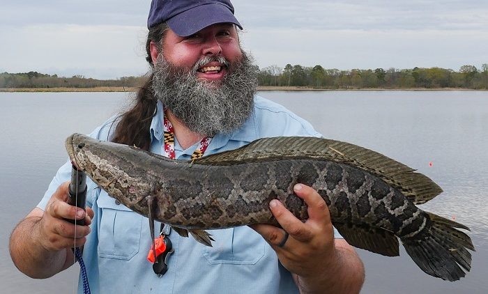 比亚洲鲤还厉害,恐怖黑鱼在美国长到1米长,美国人民需要中国胃