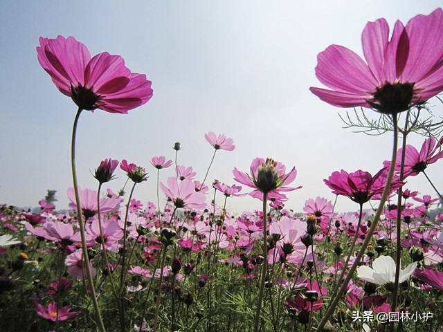 菊花的花语是什么（不同品种的菊花花语千万别送错了哦）