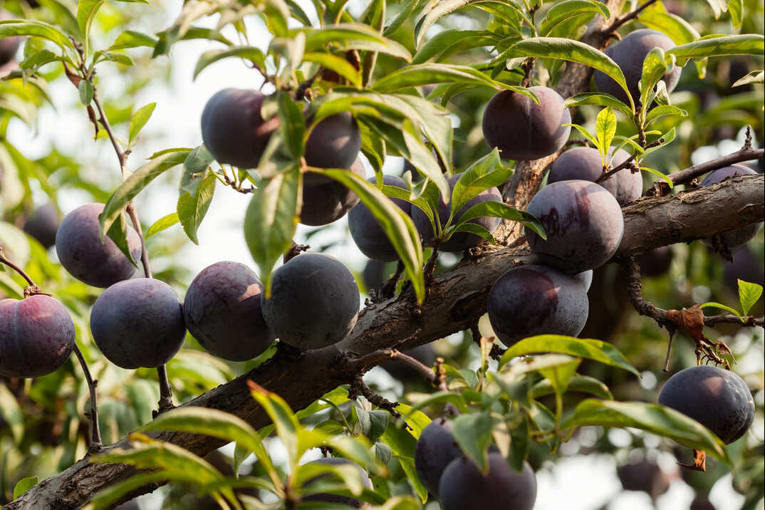 美国黑布林口碑跌至冰点，原产于我国的9个李子，你识得几个？