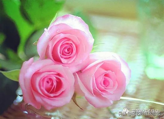 苏醒玫瑰是什么颜色（10款粉色玫瑰品种介绍）