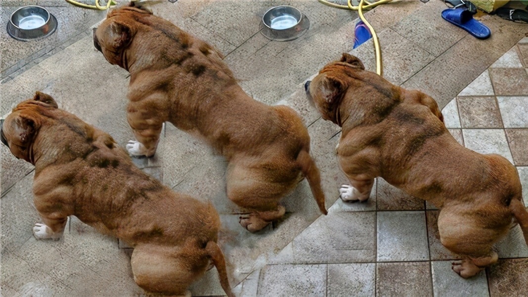 比特犬圖片(瞭解禁養的比特犬) - 赤虎壹號