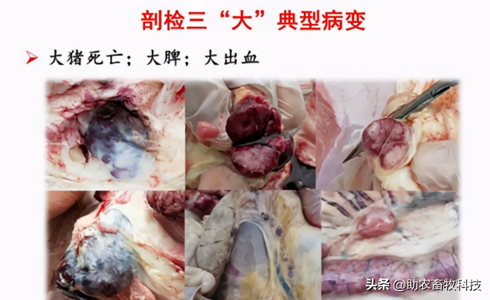 非瘟的症状及表现猪（非洲猪瘟的临床症状及快速净化技术）