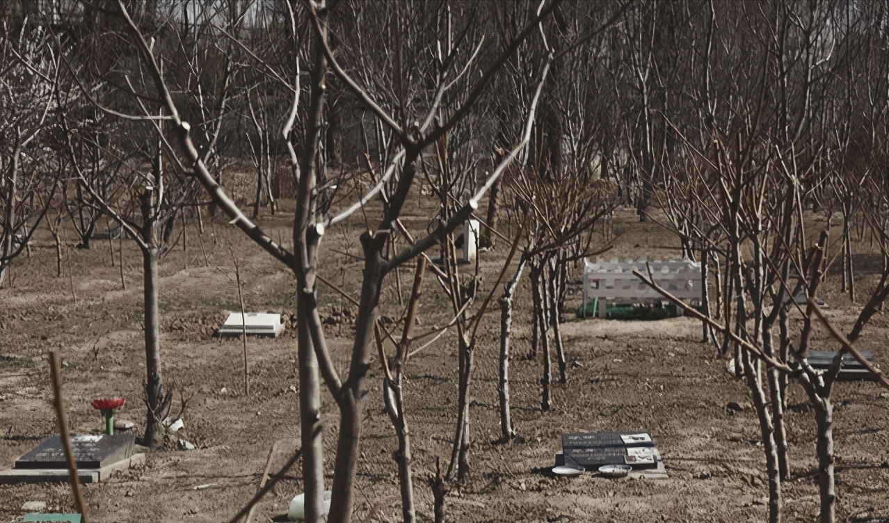 宠物殡葬：愿它们体面离开，但是谁在啃这块最后的“尸体蛋糕”？