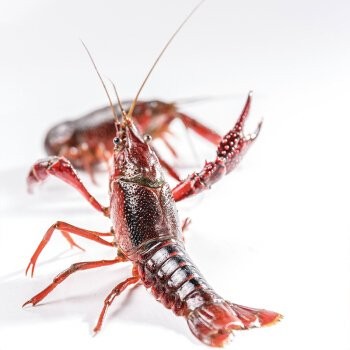 日本拟将小龙虾指定外来入侵物种，中国网友乐了：吃掉不香吗？