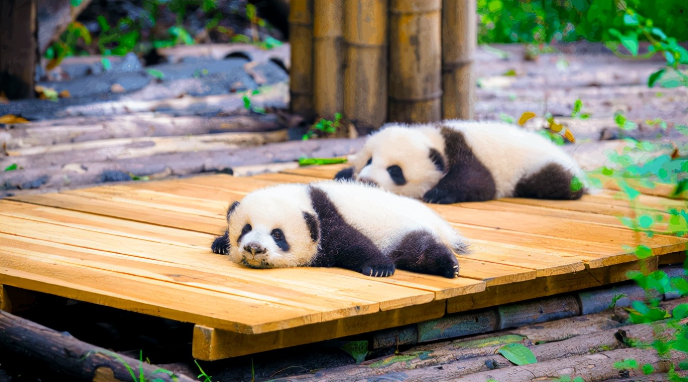 大熊猫一天中大部分时间都在吃饭和睡觉.