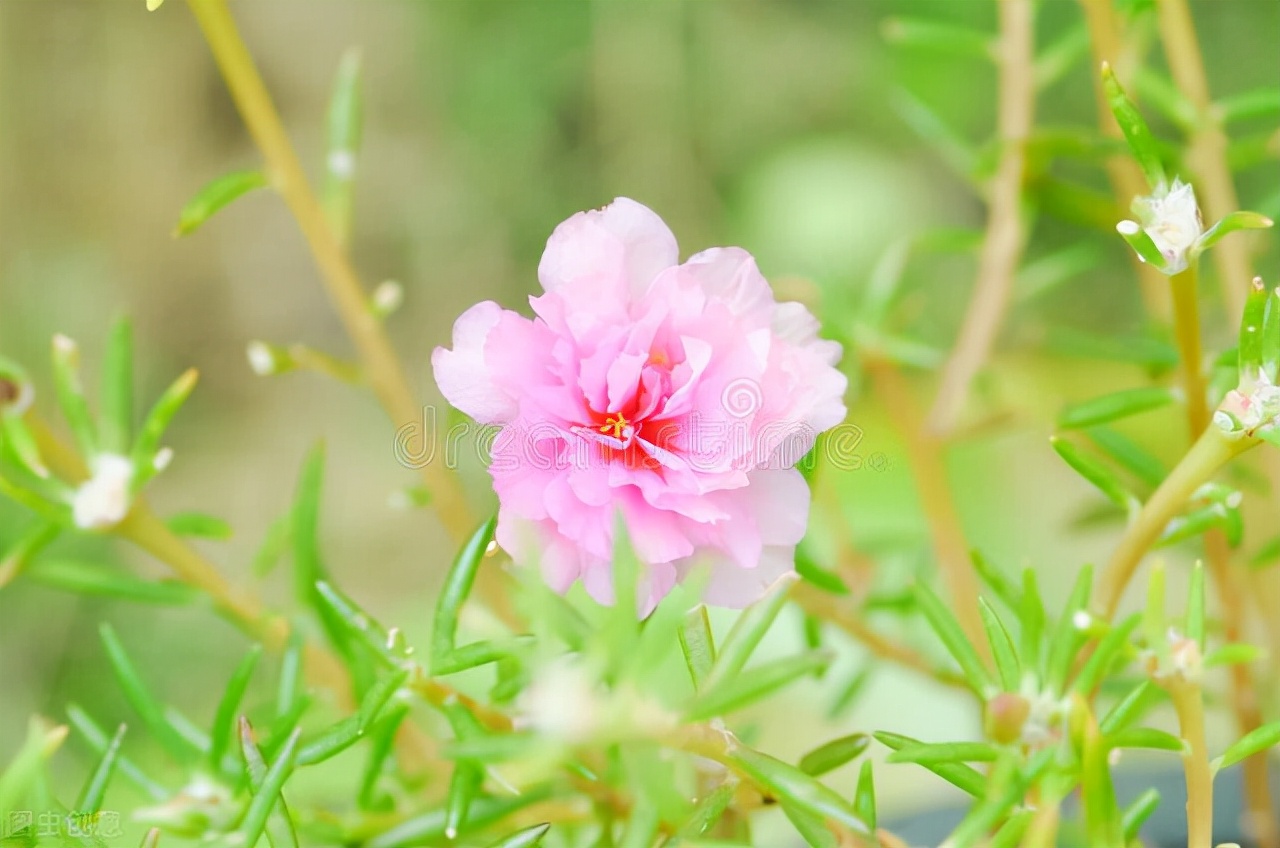 茉莉花有毒吗（20种常见的安全花无毒无害很安全）