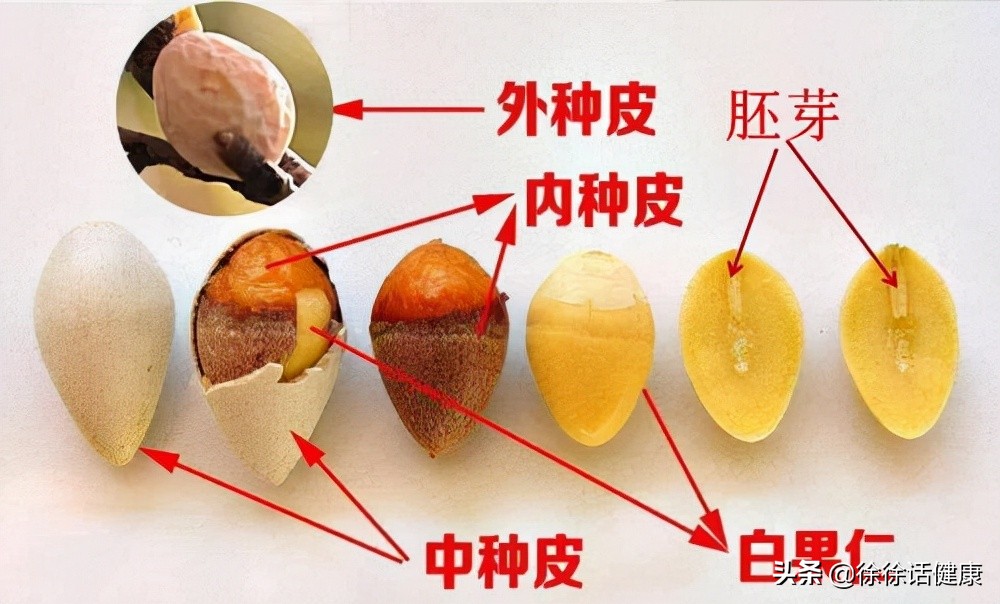 银杏、白果,出身虽同,功用不同,不要盲目伤了身