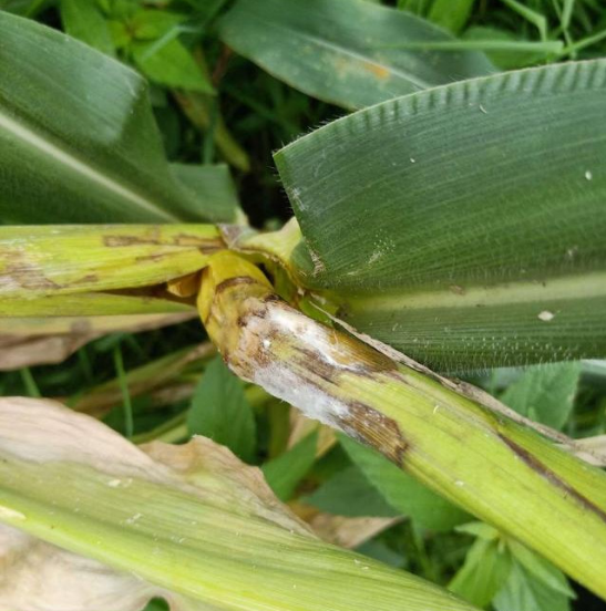 玉米病虫害这样防治,操作简单效果好,农民朋友们快学起来