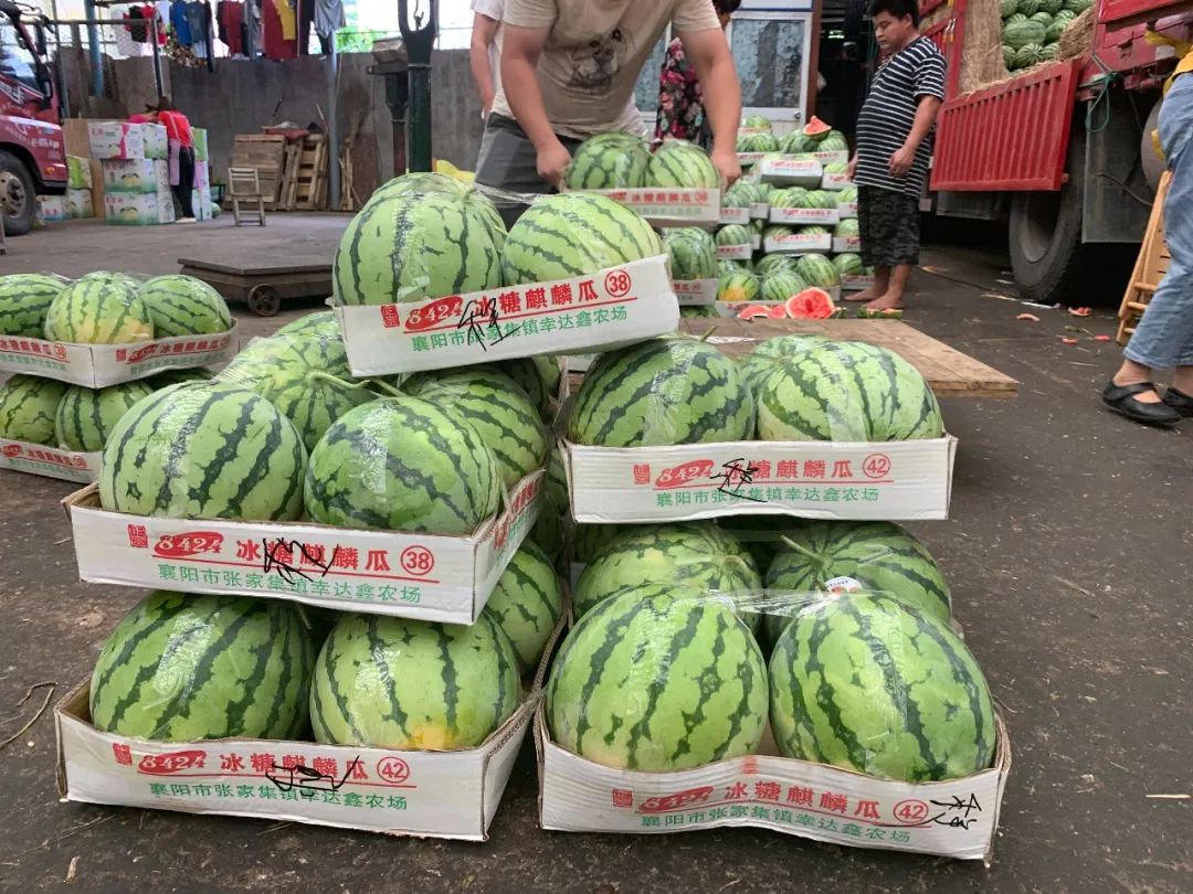 满街的8424西瓜真假难辨，教你做一名合格的吃瓜群众