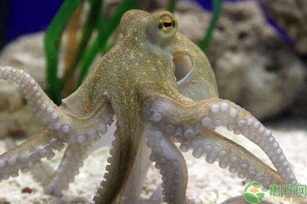 章鱼和鱿鱼怎么区别？6个技巧教你轻松分辨