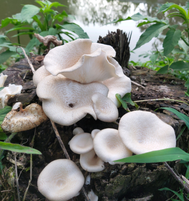 这些蘑菇都有毒,别手贱去摘,吃了分分钟要命