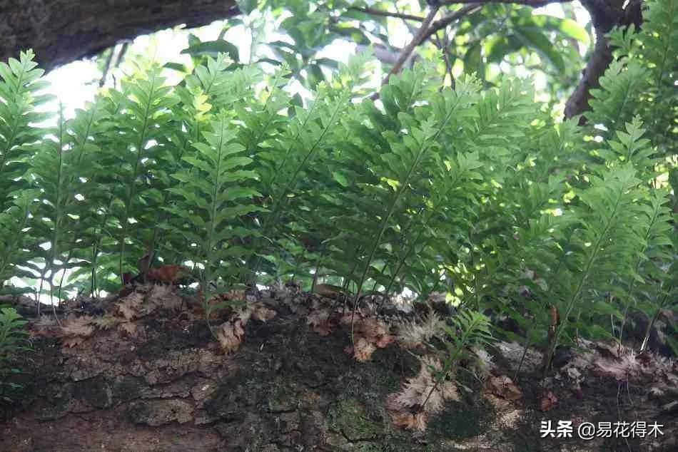蕨类植物|槲蕨生长奇特,倩丽高雅,如何栽培养护?