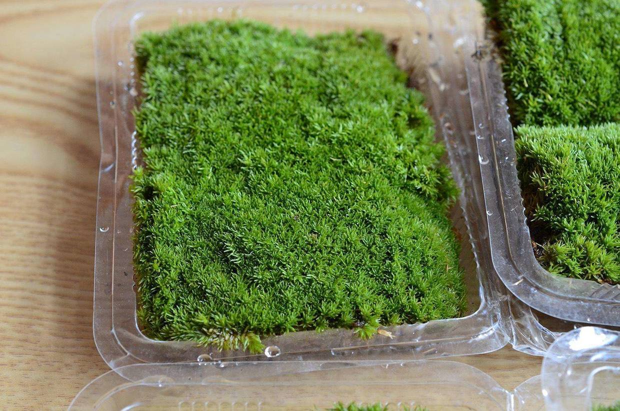 爱尔兰苔草怎么养小技巧「精心整理」 -骁龙网