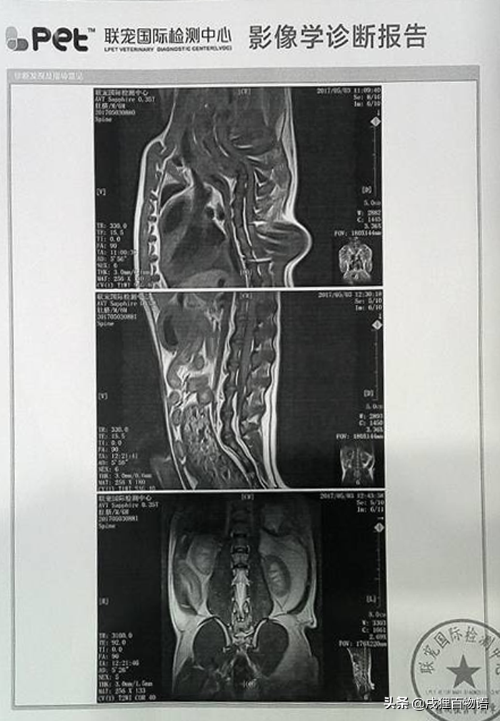 医院里的一只小法斗，竟然浑身都是针，简直被扎成了刺猬