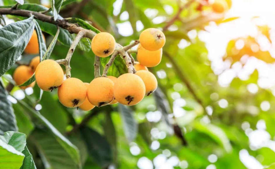 五月枇杷黄似橘,古诗词里的枇杷,这12首古诗你都知道吗?67