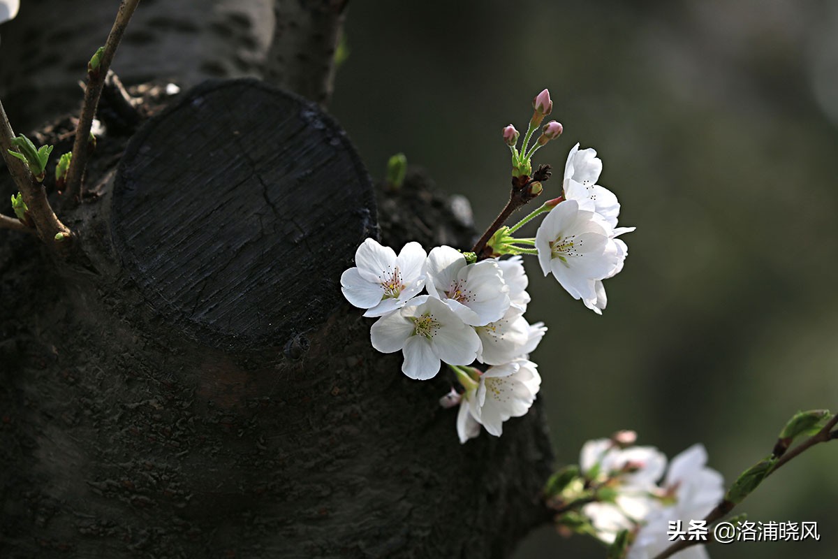 日本樱花文化（内涵揭秘日本樱花文化背后的冷知识）