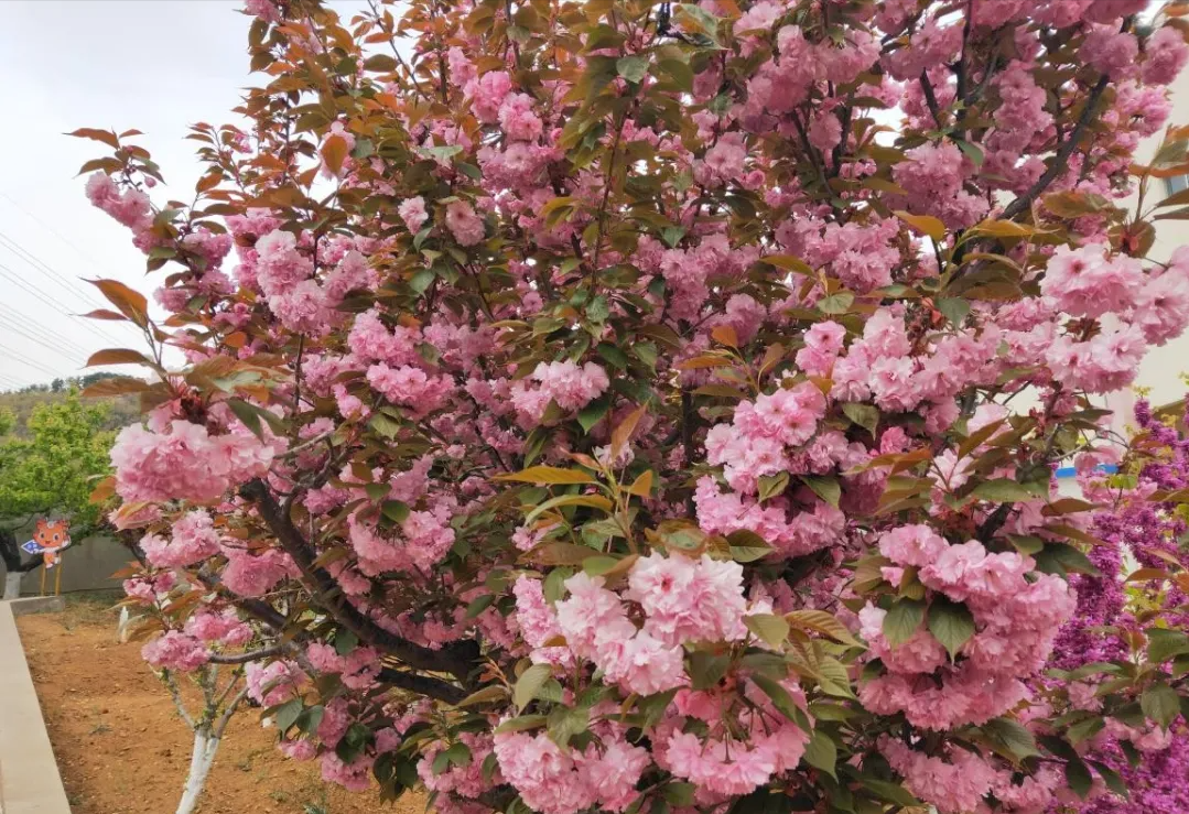 威海市环翠区北竹岛小学：构建“333”体系 高质量推动中医药文化进校园