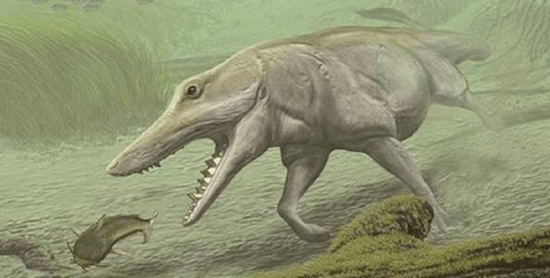 鲸鱼不是鱼！海里生活5000万年，它为什么没有进化出鳃？