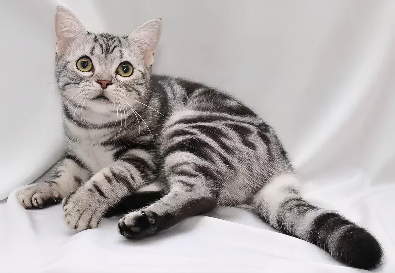 短尾猫多少钱一只(美国短毛猫) - 价格百科