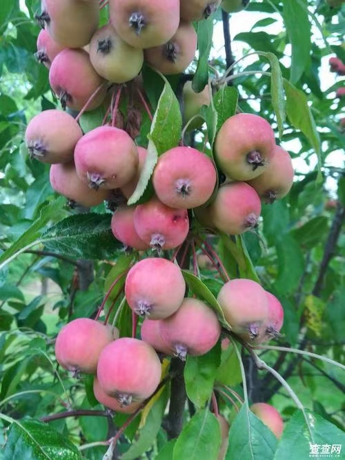 青城花语西江月 . 咏 海 红 果 树