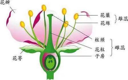 雄蕊和雌蕊怎么区分(不同鲜花的正确授粉教程)
