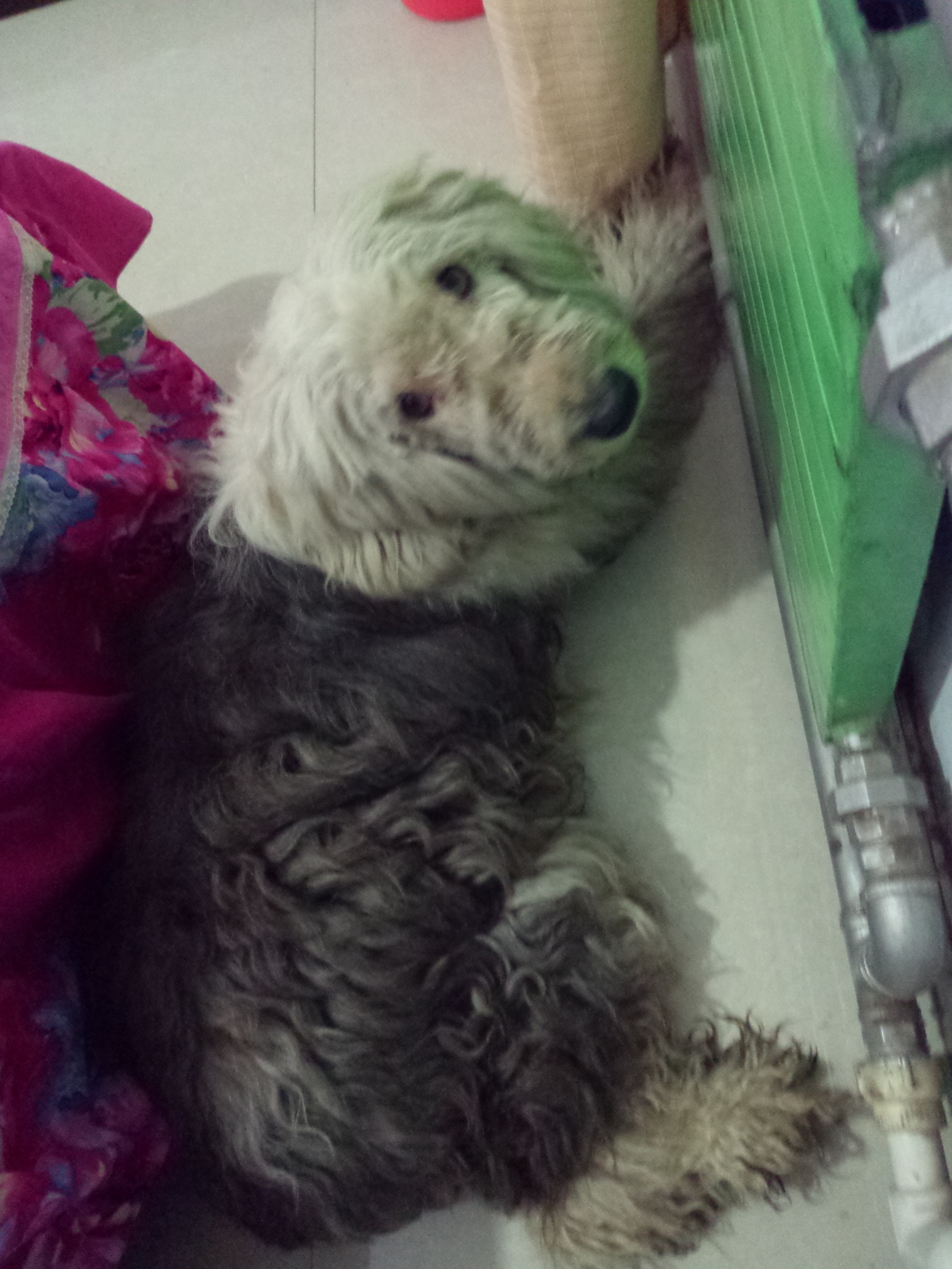 没钱没能力的时候，请不要养古代牧羊犬