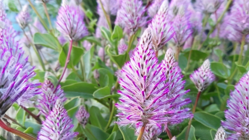 教你来栽培,毛茸茸的植物澳洲狐尾草,花盆里的"狐狸尾巴"