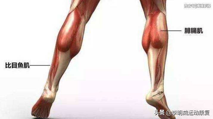 如何有效瘦小腿？