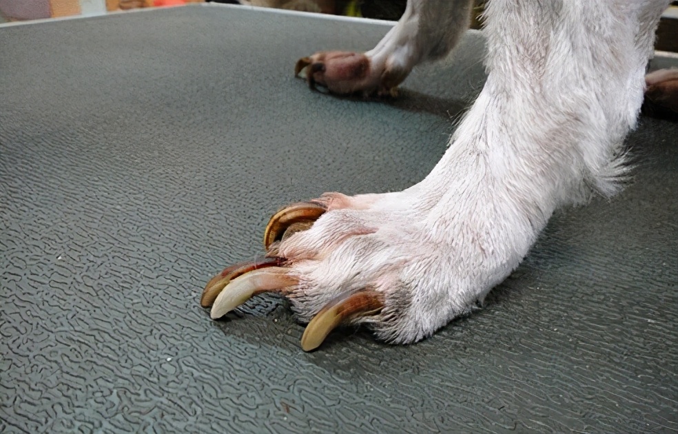 狗指甲怎么剪（狗狗修剪指甲的4个技巧分享）