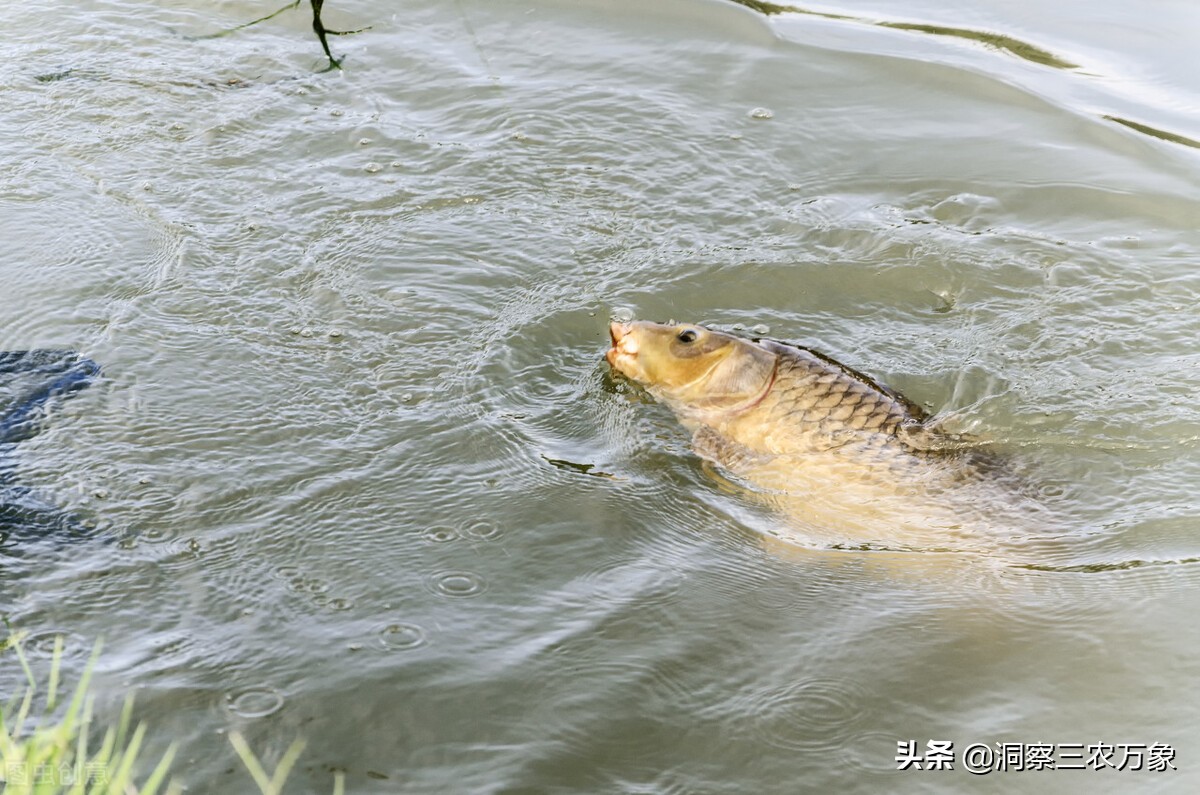 黑鱼喜欢吃的食物（掌握黑鱼垂钓秘密钓黑鱼技巧介绍）