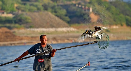 渔民如何训练鱼鹰抓鱼，这项技艺会失传吗？