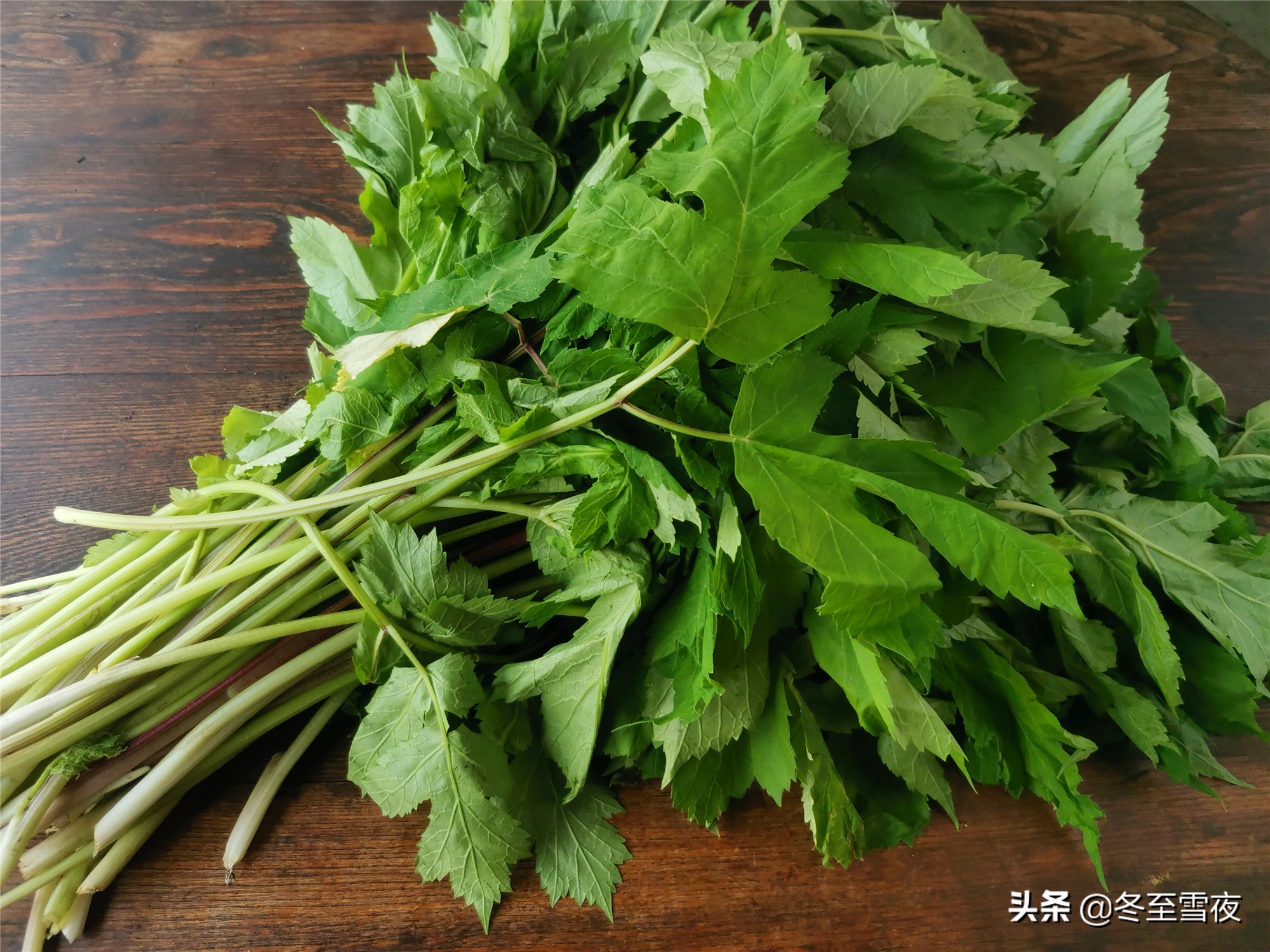 老山芹,学名:东北牛防风,又叫短毛白芷和大叶芹等,嫩叶可食用,老山芹