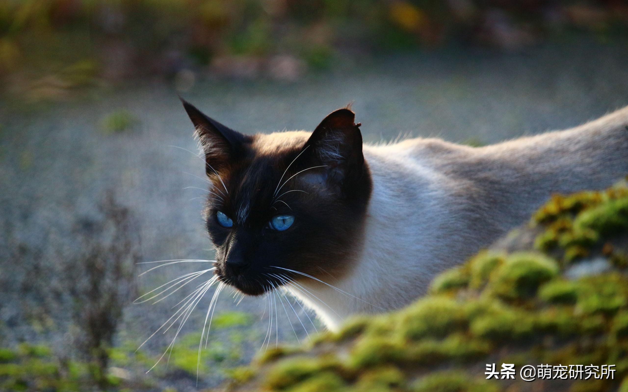 暹罗猫的几个优缺点,看完再养也不迟