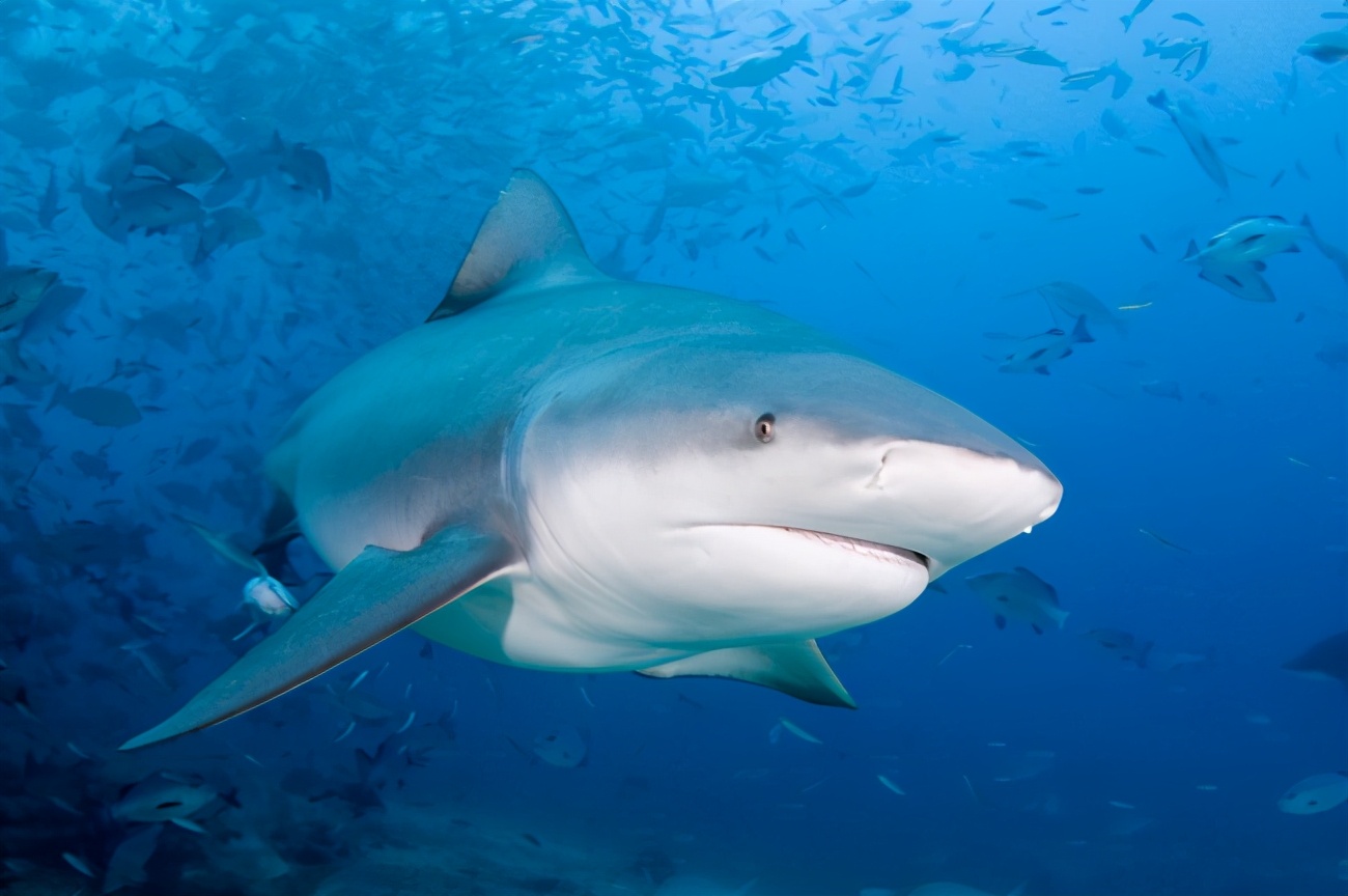 鲨鱼会主动攻击人类吗(知识科普世界最危险的鲨鱼)